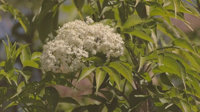 March flies from the endemic species Plecia imperialis flying a feeding on elderberry flowers