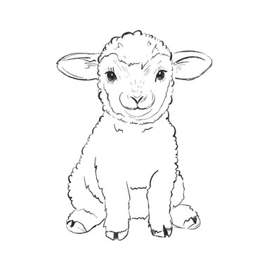 Cute lamb sitting with a friendly expression in a simple outline drawing