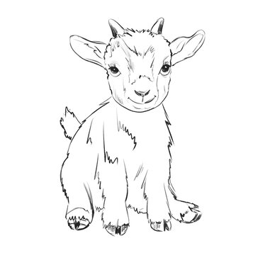 Cute baby goat sitting on the ground with a friendly expression in a simple sketch style