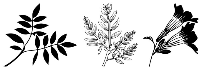 Fototapeta premium This collection features elegant botanical silhouettes and art. Explore various greenery sprigs, leaf clusters, and trumpet blooms, including delicate foliage and stem sketches.