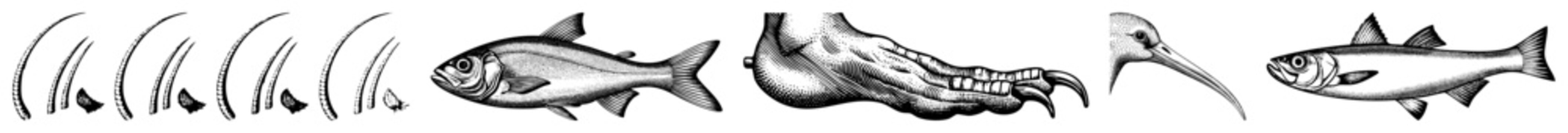 Detailed etching of a sea creature, also known as a saltwater swimmer or silver scale, alongside a sharp predator talon and a long beaked bird. These elements feature fine hatching.