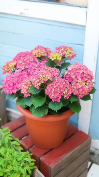 Pink hydrangea plant in a pot outdoors on a wooden stand