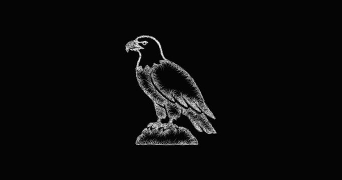Sketch eagle icon animation - smooth progressive reveal