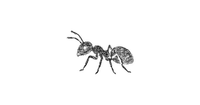 Sketch ant icon animation - smooth progressive reveal