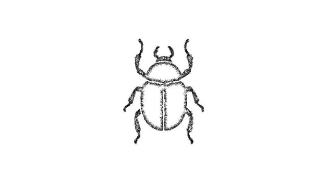 Sketch beetle icon animation - smooth progressive reveal