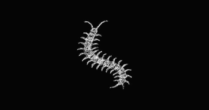 Sketch centipede icon animation - smooth progressive reveal