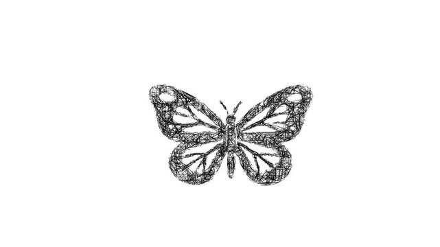 Sketch butterfly icon animation - smooth progressive reveal