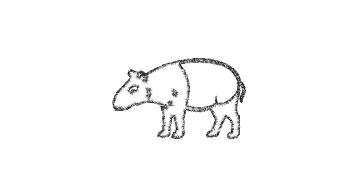 Sketch tapir icon animation - smooth progressive reveal