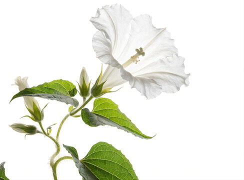 Datura Inoxia Deadly Poisonous White Moonflower Trumpet on White Background