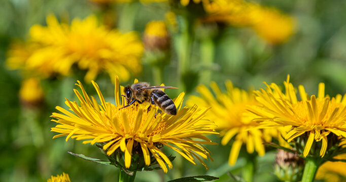 Bee pollinating Inula salicina flowers in a vibrant meadow during a sunny afternoon in early summer