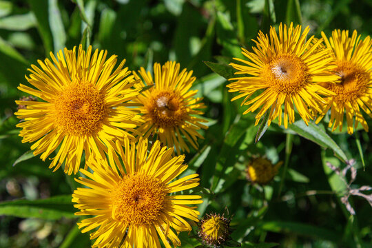 Willow-leaved Inula blooms in sunny meadow showcasing bright yellow flowers thriving in natural habitat during mid-summer sunlight