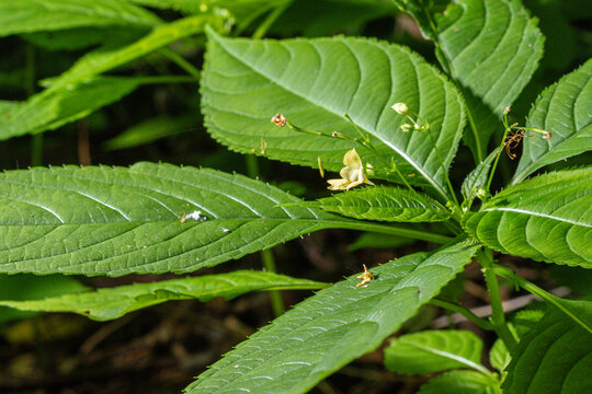 Small balsam blooms amid lush green leaves in a vibrant forest setting under soft daylight conditions