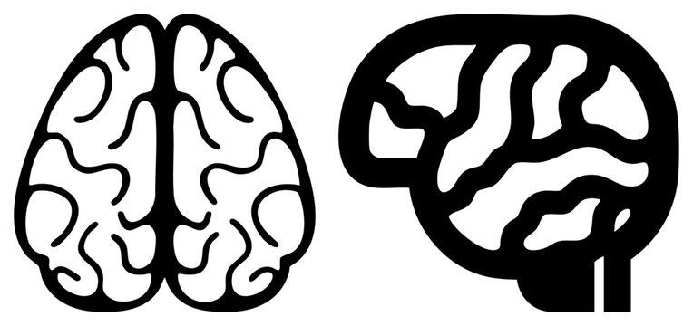 This anatomical cerebrum shows both frontal and lateral views. The gray matter, often called a thinker or noggin, is rendered in a clean thick art style for clarity.