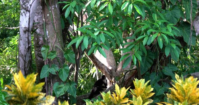 White faced Capuchin monkey family in the Costa Rican rainforest