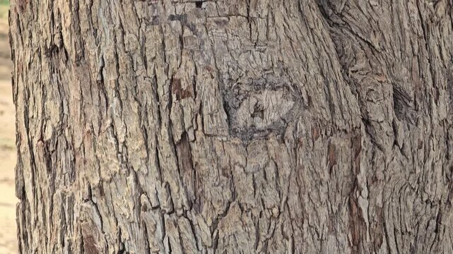 Textured tree bark close up, rough brown wood surface with deep ridges, organic natural pattern of aged timber trunk, rustic forest background