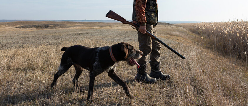Mature man hunter with gun while walking on field with your dogs