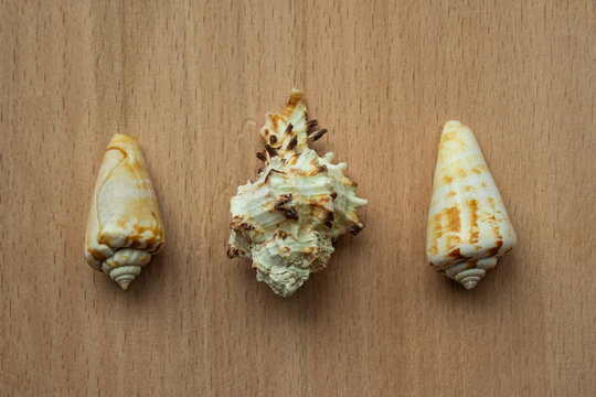 Three different exotic sea shells in a row on wooden background.