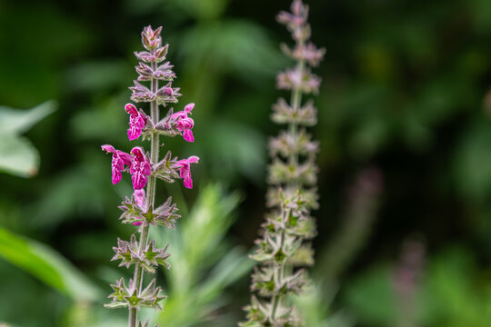 Wild Stachys sylvatica showcases vibrant pink flowers in a lush green setting during early summer