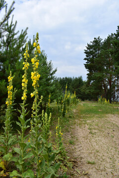 Tall Verbascum thapsus plants, commonly known as common mullein, with bright yellow flower spikes blooming. medicinal plant. amidst lush greenery, in a tranquil forest, young pines. summer day