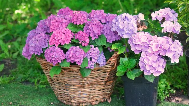 Hydrangea (Hydrangea macrophylla) flowers in a basket and pot outdoors