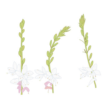 Gaura lindheimeri 3types