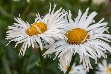 Fototapeta premium Leucanthemum maximum Shasta Daisy blooms showcasing bright white petals and vibrant yellow centers in a lush garden setting during spring
