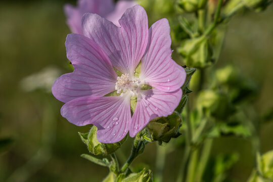 Musk mallow blooms vibrantly in a lush green field on a sunny day showcasing delicate pink petals and intricate floral structures
