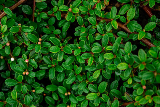 Green bush leaves texture background with small branches.
