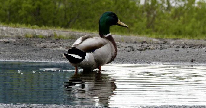 A male mallard duck with a vibrant green head stands in a shallow puddle of water with its beak open, appearing to quack. The background is a soft-focus natural setting.