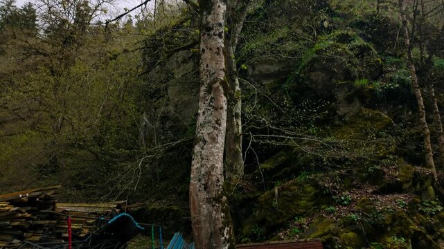 Overcast sky hangs above a steep, moss-covered rocky cliff face, framed by tall, bare trees with developing spring foliage. Natural beauty of the mountainous region is prominent.