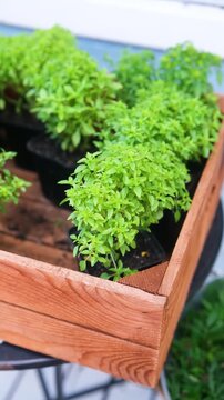 Bush basil (Ocimum minimum) plants in wooden planter box