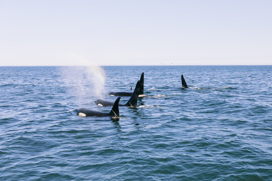 Pod of orca killer whales surfacing and blowing in calm open sea, wildlife watching scene in Kamchatka Peninsula, Kamchatka Krai, Russia, on a clear day