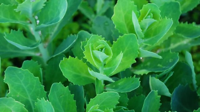 Sedum (Sedum sp) green leaves close up in summer garden