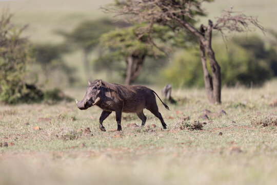 Warthog  Trot