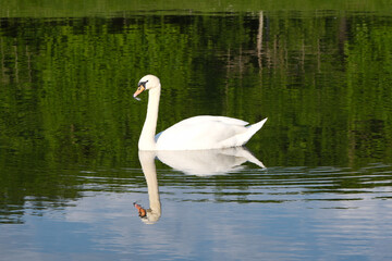 Fototapeta premium White swan on tranquil pond with clear reflections, ideal for nature