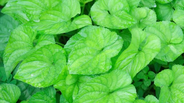 Wild Ginger (Asarum canadense) green leaves in natural setting