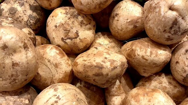 4K Macro B-roll Footage of Fresh Jicama Bengkuang Pachyrhizus Erosus Pile, Raw Root Vegetable Healthy Food Ingredient 