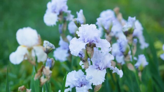 Bearded iris (Iris germanica) with pale blue petals in a garden