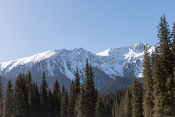 Naklejka premium Panoramic view of snow-covered Tian Shan peaks rising above dense spruce forest in Jeti-Oguz Gorge, Issyk-Kul Region, Kyrgyzstan on a clear day