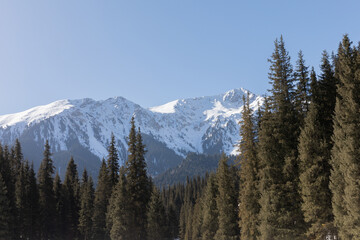 Obraz premium Scenic view of snow-covered Tien Shan mountains above dense evergreen conifer forest in Jeti-Oguz Gorge, Issyk-Kul Region, Kyrgyzstan under clear blue sky