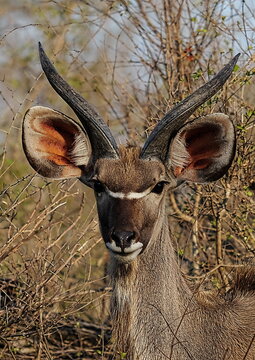 Close-up portrait of kudu antelope with large ears and horns