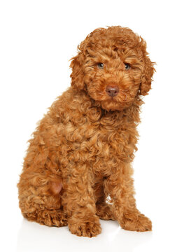 Curly labradoodle puppy sitting against empty isolation backdrop