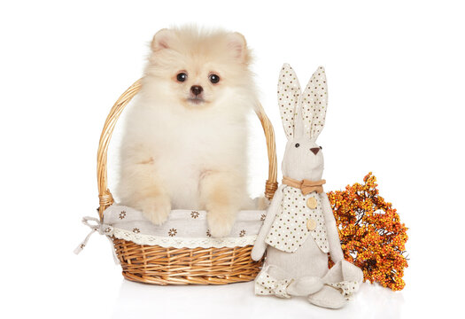 Fluffy puppy in basket beside toy rabbit and dried flowers