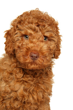 Close up portrait of a young brown labradoodle puppy