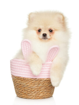Pomeranian puppy sitting inside a pink woven basket