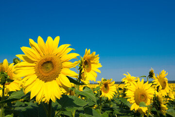 Naklejka premium sunflower field over cloudy blue sky