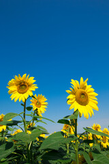 Naklejka premium sunflower field over cloudy blue sky