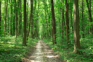 Fototapeta premium green Forest trees. nature green wood sunlight backgrounds