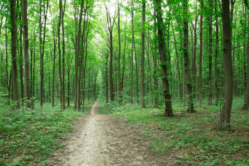 Fototapeta premium green Forest trees. nature green wood sunlight backgrounds