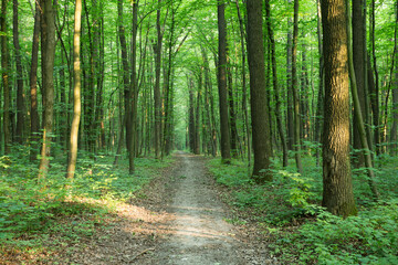 Fototapeta premium green Forest trees. nature green wood sunlight backgrounds